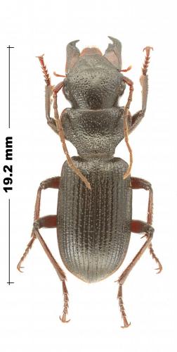 Odontocarus cephalotes